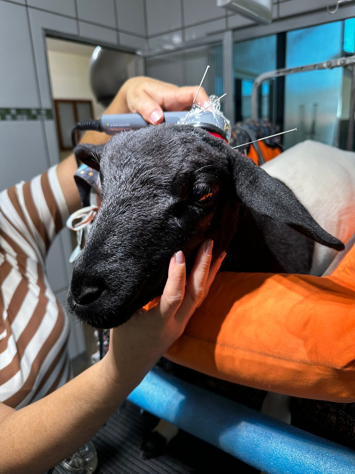curso-teorico-pratico-de-laserterapia-fotobiomodulacao-em-medicina-veterinaria