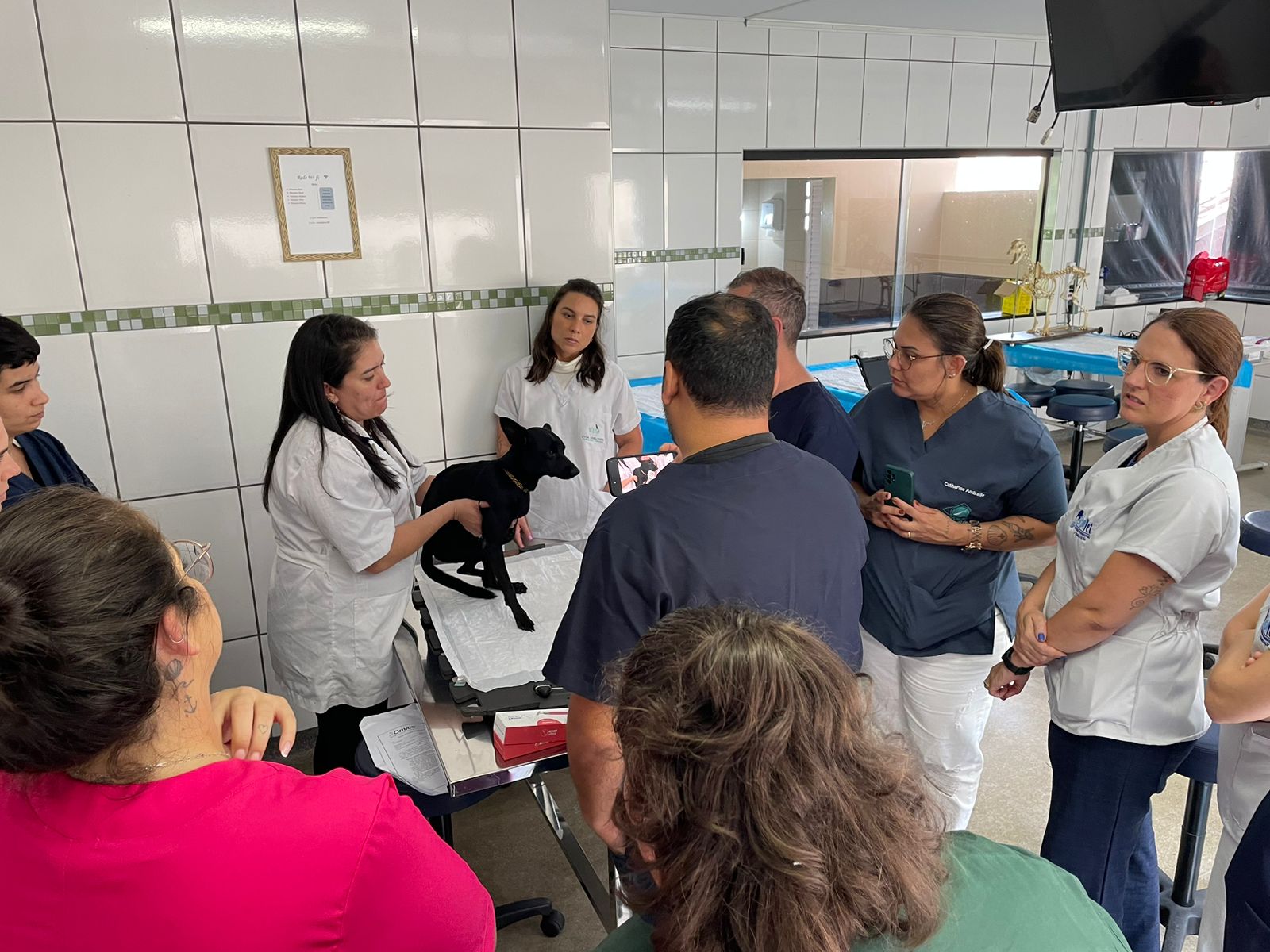 curso-teorico-pratico-de-medicina-regenerativa-celulas-tronco-e-prp-em-pequenos-animais