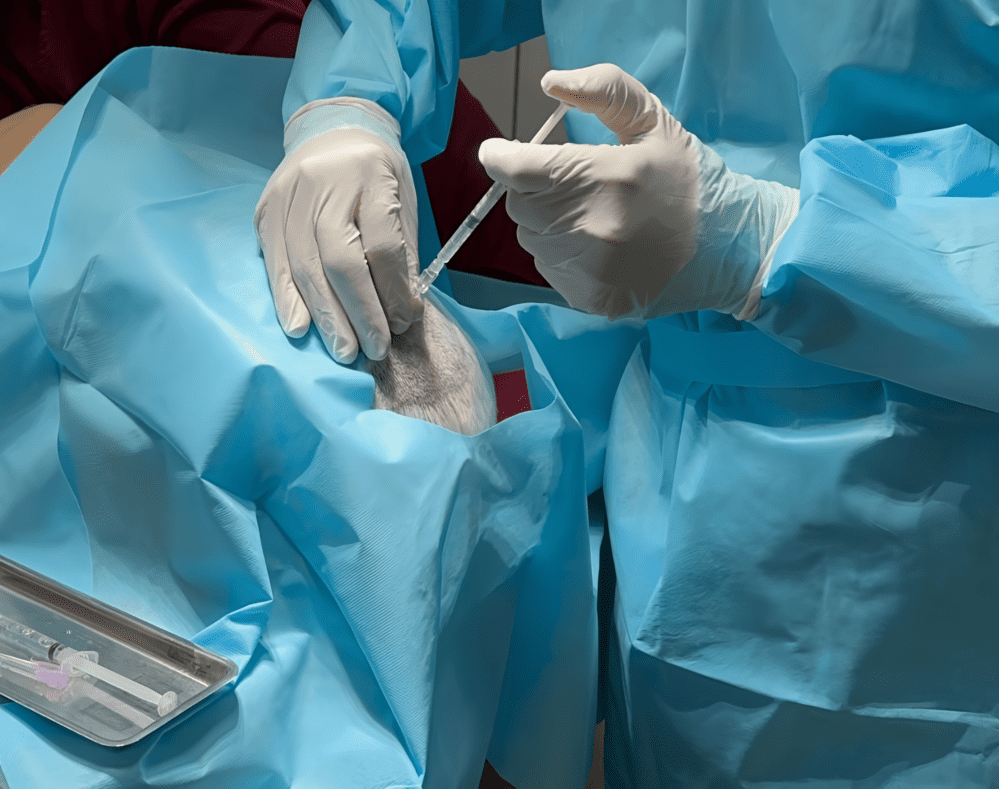 curso-teorico-pratico-de-medicina-regenerativa-celulas-tronco-e-prp-em-pequenos-animais