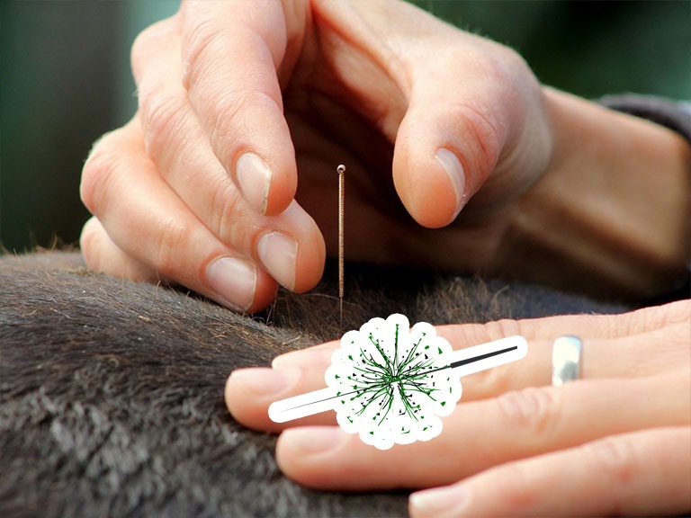 curso-de-neuroacupuntura-veterinaria-do-basico-ao-avancado