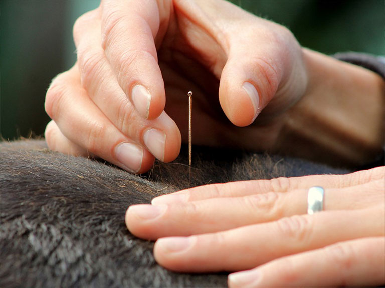 curso-de-neuroacupuntura-veterinaria-do-basico-ao-avancado